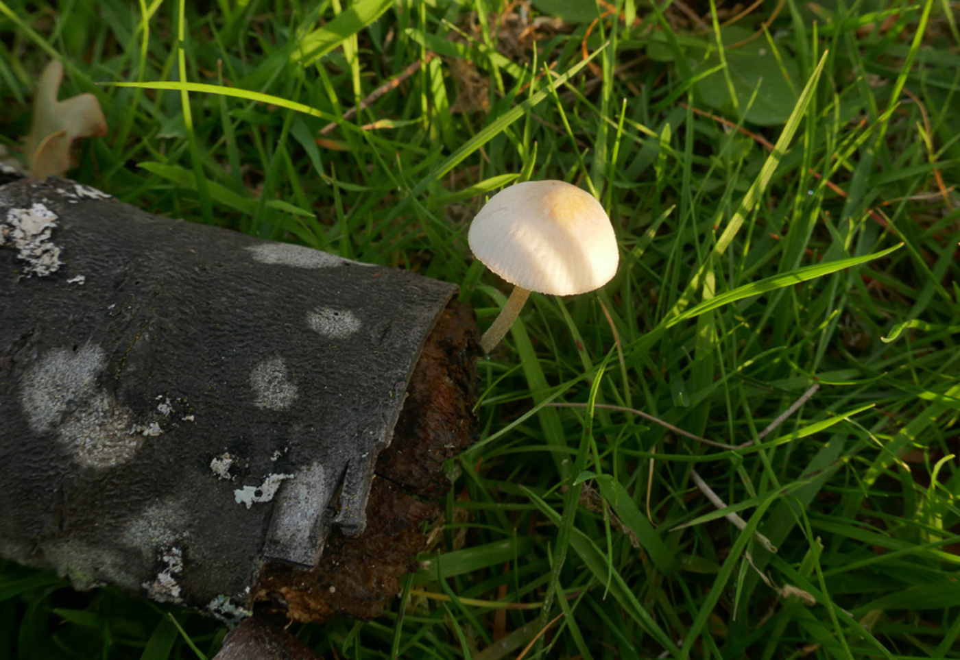 Photo © Jackie Ewan Pluteus cf. inquilinus by Jackie Ewan